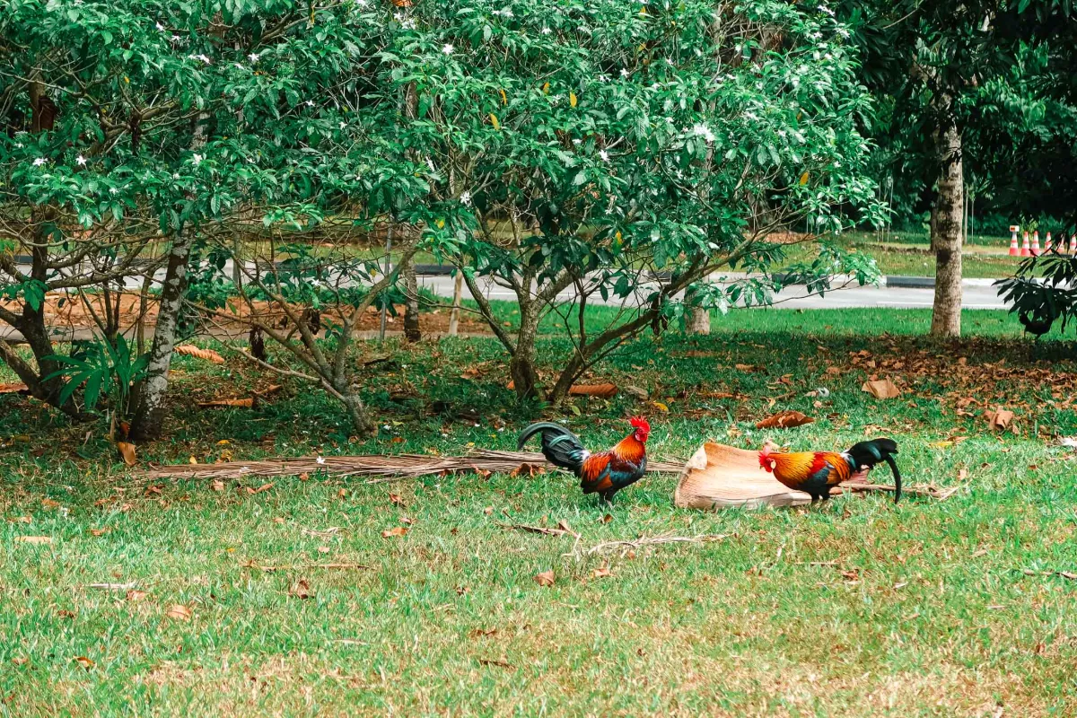 Real-life observations of wildlife become powerful learning moments at The Grange International Preschool.